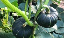 网红阿姨在网上吃瓜,揭秘网络八卦背后的真相