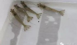 对虾暴食爆料视频,揭秘虾暴食现象背后的惊人真相